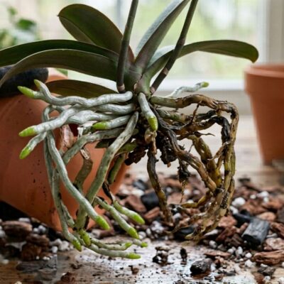 Orchid Root Rot